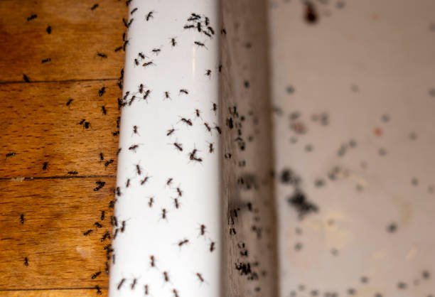 Best Bed Bug Extermination  in Sarcoxie, MO